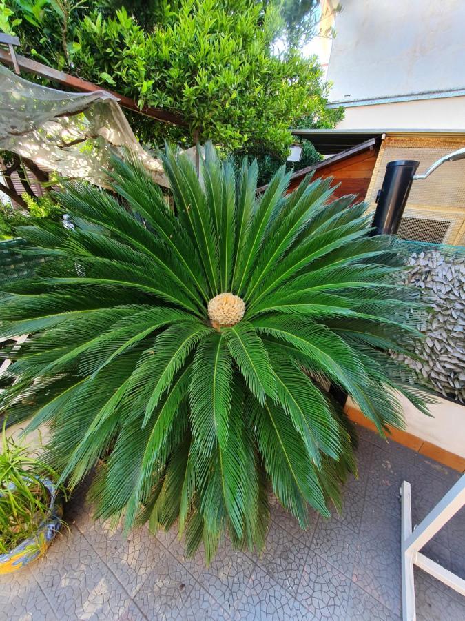 My Dream House Apartment Angri Exterior photo